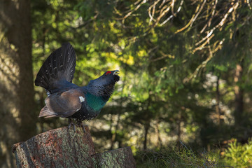 Tetrao urogallus in wild nature in spruce forest, western capercaillie