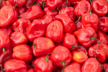 Obraz na płótnie Canvas Fresh ripe red bell pepper spread all over