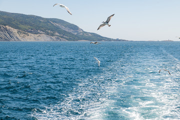 Fototapeta na wymiar seagulls fly over sea foliage against a blue sky
