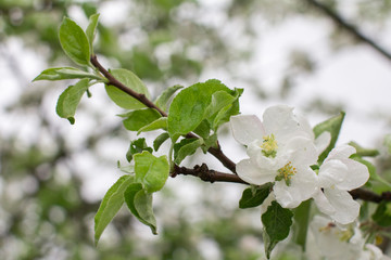close-up of white blossoms of a apple tree among fresh green foliage
