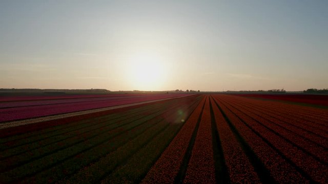 Aerial view of tulip planted fields in the Dronten area. Spring in the Netherlands