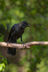Fototapeta premium Crow bird in Sri Lanka
