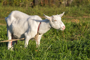 Obraz premium goat chewing grass in the meadow
