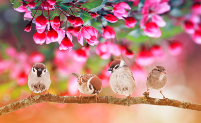 four little funny birds sparrows are sitting on a branch against the background of a branch with pink flowers of an apple tree in the May sunny garden