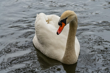 Obraz premium A mute swan with jewel-like water droplets on its plumage