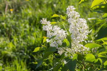 cherry blossoms close-up on blurred green background