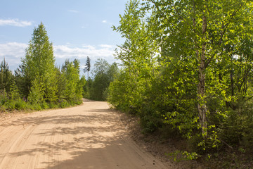 Fototapeta na wymiar unpaved forest road on a sunny spring day