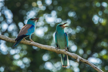 european roller (coracias garrulus) in natural habitat in spring