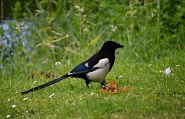 The Eurasian Magpie on green grass in the park. The Eurasian Magpie or common magpie (Pica pica) is one of several birds in the crow family, Corvidae.