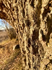 bark of a tree