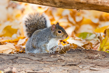 Eastern grey squirrel taken on a fall background of golden leaves, in Quebec, Canada.