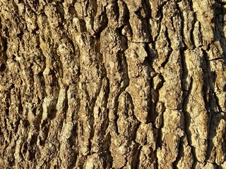 bark of a tree