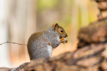 Eastern grey squirrel taken on a fall background of golden leaves, in Quebec, Canada.