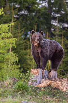 Brown bears (Ursus arctos). She-bear and bear-cub in the summer forest. Green natural background.