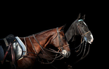 two polo horses isolated on black background
