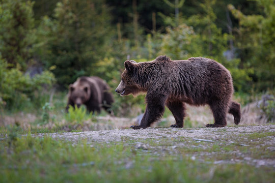 European Brown Bear (Ursus arctos arctos), in the forest, Slovakia. Wild  bear in coniferous forest. Bear looking for food, in the background of spruce forest. .