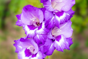 Blossoming vivid huge violet purple gladiolus flowers close up in vertical format. Blooming gladiolus on summertime sunbeams.