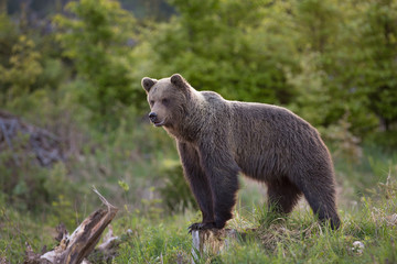 Fototapeta premium European Brown Bear (Ursus arctos arctos), in the forest, Slovakia. Wild bear in coniferous forest. Bear looking for food, in the background of spruce forest. .