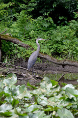 Fototapeta premium great blue heron
