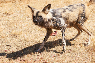 Spotted african wild dog - Series