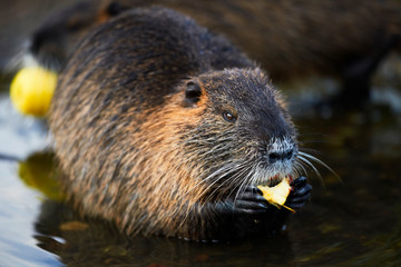 Small young coypu eating a carrot. On background is a river. Natural environment. Also known as nutria or Myocastor coypus.