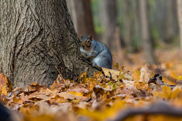 Eastern grey squirrel taken on a fall background of golden leaves, in Quebec, Canada.