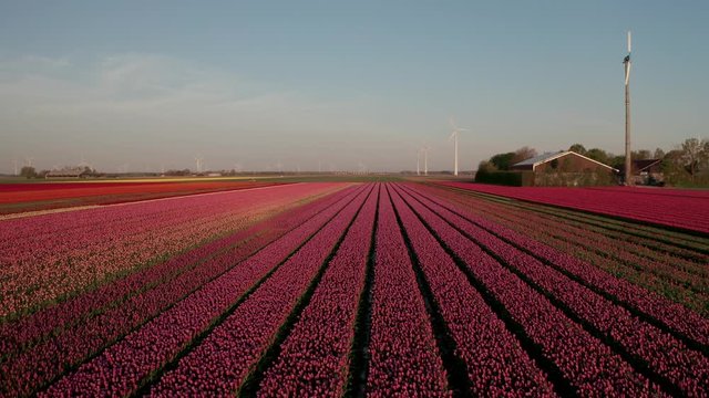 Aerial view of tulip planted fields in the Dronten area. Spring in the Netherlands