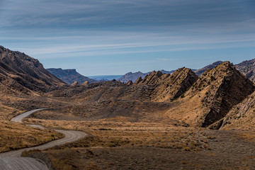 Fototapeta premium cottonwood