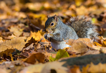 Eastern grey squirrel taken on a fall background of golden leaves, in Quebec, Canada.