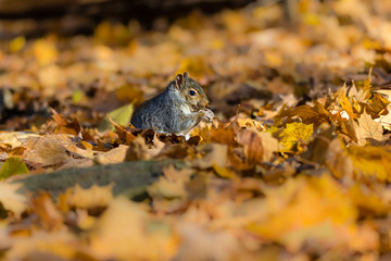 Eastern grey squirrel taken on a fall background of golden leaves, in Quebec, Canada.