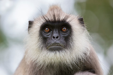 Obraz premium Grey Faced Langur Monkey in Sri Lanka