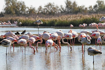 Flamingos in water in Camargue