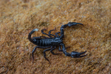 Asian Forest Scorpion - Heterometrus spinifer