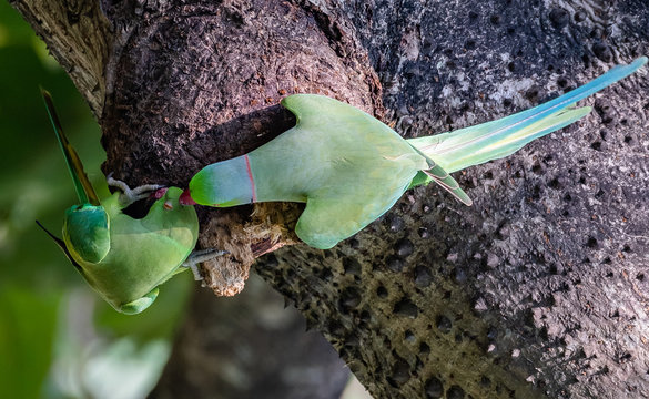 Rose-ringed parakeets love on a tree branch.