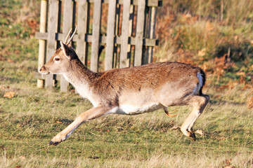Naklejka na ściany i meble Deer running jumping sprinting in nature