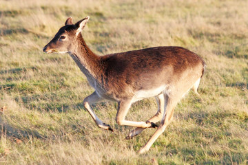 Deer running jumping sprinting in nature