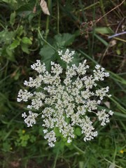 Queen Anne's Lace on the trail