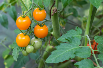 bunch cherry tomato in the greenhouse