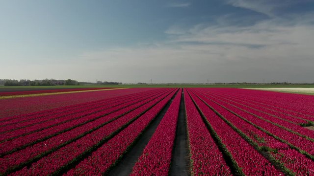 Aerial view of tulip planted fields in the Dronten area. Spring in the Netherlands