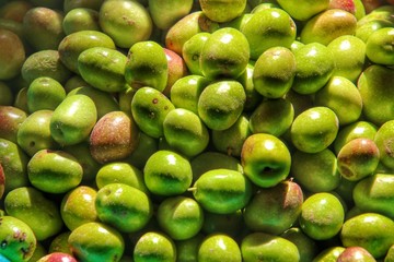 olive picking season