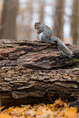 Fototapeta premium Eastern grey squirrel taken on a fall background of golden leaves, in Quebec, Canada.