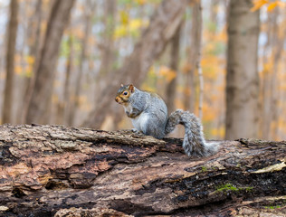 Eastern grey squirrel taken on a fall background of golden leaves, in Quebec, Canada.