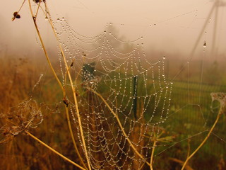 spider nets