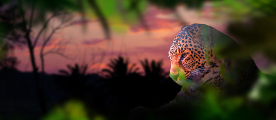 leopard lies among the thickets at sunset © drakuliren