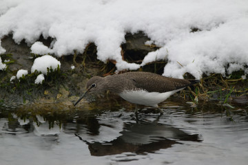 Green Sandpiper, Tringa ochropus   Bird in the snow on the waterfront. This winter scene has been photographed in the Amsterdam water pipeline dunes.