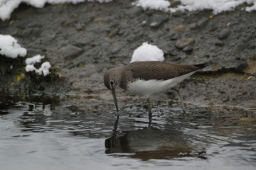 Green Sandpiper, Tringa ochropus   Bird in the snow on the waterfront. This winter scene has been photographed in the Amsterdam water pipeline dunes.
