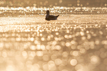 little bird swims on a lake with beautiful bokeh
