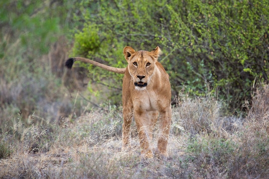 Free-ranging lion at Shompole conservancy, Kenya