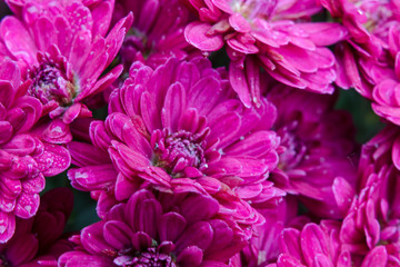 Obraz premium nches and bouquets