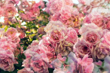 Pink roses garden, multi exposure 